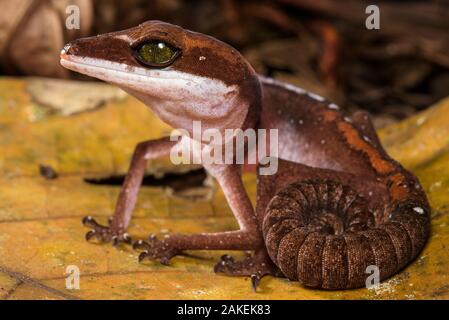 Cat Gecko (Aeluroscalabotes felinus) mit Spiralkabel Schwanz, Sarawak, Malaysia Borneo. Stockfoto