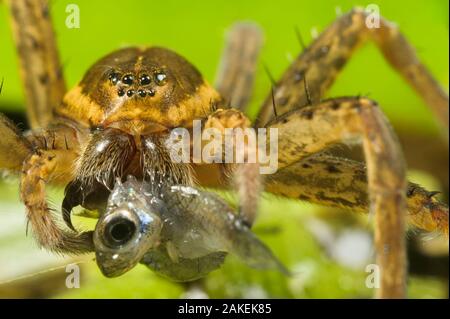 Große Fen/Floß Spinne (Dolomedes plantarius), erwachsene Frau essen eine invasive Arten von Fischen, Western mosquitofish, (Gambusia affinis), Alessandria, Italien, August. Stockfoto