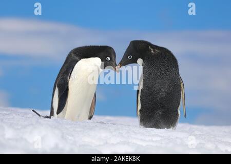 Adelie Penguin (Pygoscelis adeliae) Gruß auf dem Eis der Antarktis Sound, Antarktis Stockfoto