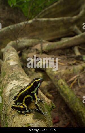 Gelb-gestreift Poison dart Frog (Dendrobates truncatus) im Botanischen Garten von Cartagena, Kolumbien. Stockfoto