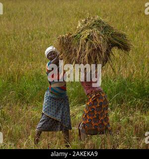 Frauen Ernte von Reis, Burkina Faso, Dezember 2017 Stockfoto