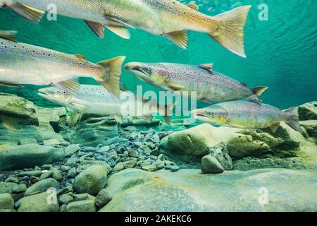 Atlantischer Lachs (Salmo salar) Migration zum Laichen in den Fluss, Gaspe Halbinsel, Quebec, Kanada, Oktober. Stockfoto