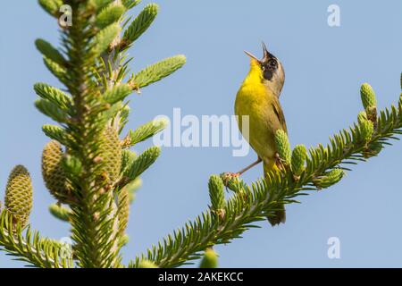 Gemeinsame gelbe Kehle (Geothlypis trichas) männlich, Singen, Anchorage Provincial Park, Grand Manan Island, New Brunswick, Kanada, Juni. Stockfoto