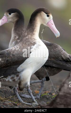 Kurz angebundene Albatross (Phoebastria albatrus) subadult mit Angelhaken und monofile Linie in der Kehle eingebettet. Torishima Tsubamezaki, Island, Japan. Dezember. Stockfoto