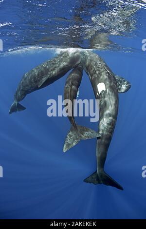 Drei Pottwale (Physeter macrocephalus) Geselligkeit unter der Oberfläche, Dominica, Karibik, Atlantik, gefährdete Arten. Stockfoto
