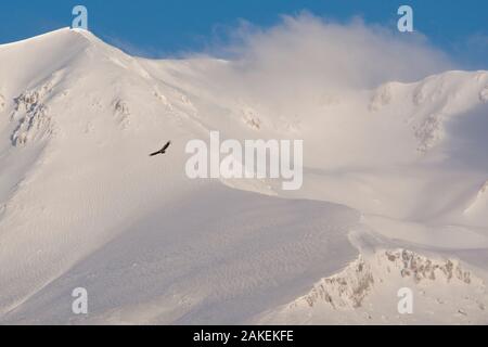 Gänsegeier (Tylose in Fulvus) über schneebedeckten Gipfel des Monte Velino. Abruzzen, zentralen Apennin, Italien, März. Stockfoto