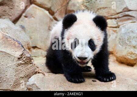 Portrait von Panda Cub (Ailuropoda lalage) gefangen. Yuan Meng, ersten Riesen Panda, die jemals in Frankreich geboren, jetzt im Alter von 8 Monaten, Beauval Zoo, Frankreich Stockfoto