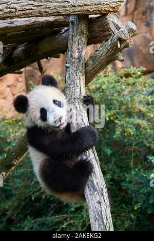 Panda Cub (Ailuropoda lalage) klettern. Yuan Meng, erste Panda selbst in Frankreich geboren, ist jetzt im Alter von 8 Monaten. Und mag sehr viel in Bäume zu bleiben, Beauval Zoo, Frankreich Stockfoto