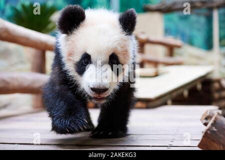 Panda Cub (Ailuropoda lalage) Untersuchung seiner Gehäuse. Yuan Meng, ersten Riesen Panda, die jemals in Frankreich geboren, jetzt im Alter von 8 Monaten, Beauval Zoo, Frankreich Stockfoto