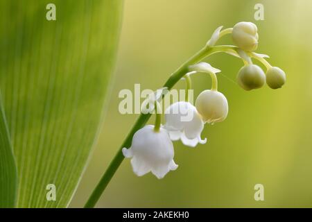 Maiglöckchen (Convallaria majalis) Vosges, Frankreich, April. Stockfoto