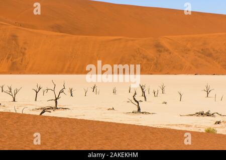 Tote Bäume (Vachellia Camelthorn erioloba) auf Sand, Deadvlei, Sossusvlei, Naukluft National Park, Wüste Namib, Namibia, Juni. Stockfoto