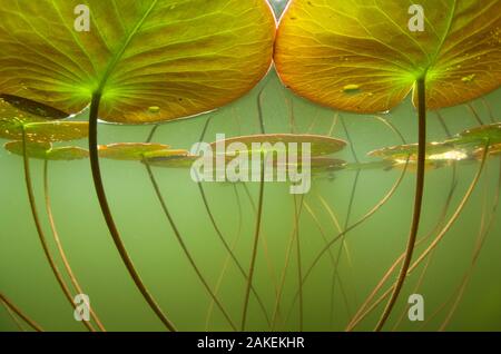 Seerosen (Nymphaea alba) leuchtet durch die Strahlen der Sonne, unter Wasser gesehen. Alpen, Ain, Frankreich. Juni. Hoch gelobt, in der die Unterwasserwelt Kategorie, GDT Europäischer Naturfotograf des Jahres 2012. Stockfoto