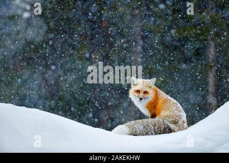 Red Fox (Vulpes vulpes) in Schneefall, Grand Teton National Park, Wyoming, USA, Februar. Stockfoto