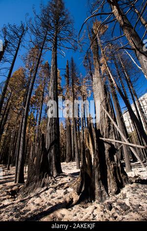 Waldbrand zerstört Waldfläche in der Kleinen Yosemite Valley im Yosemite National Park, Kalifornien, USA. Das Feuer wurde durch einen Blitzschlag gestartet. Oktober 2014 Stockfoto