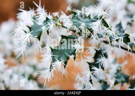 Nadel Eis auf Stechpalme (Ilex europaeus) in einem Waldgebiet in Ambleside Cumbria GROSSBRITANNIEN. Dezember 2008 Stockfoto