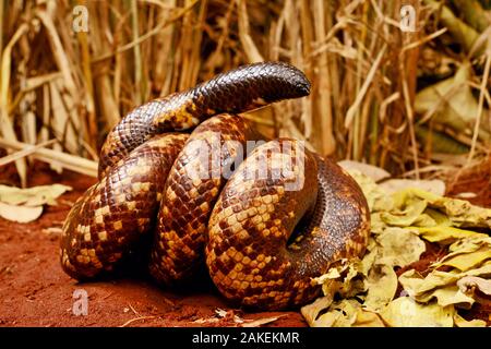 Calabar grabenden boa Schlange (Calabaria reinhardtii) im defensiven Ball, Captive, tritt der äquatorialen Regenwald von West- und Zentralafrika. Kopf und Schwanz sind sehr ähnlich Stockfoto