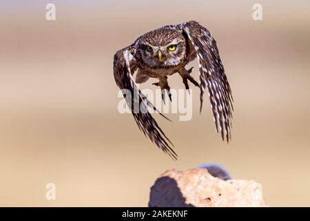 Steinkauz (Athene noctua) fliegen, Saragossa, Spanien. Juli. Kleine repro nur Stockfoto