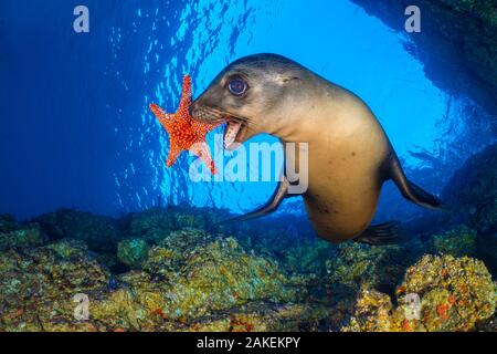 Galapagos-seelöwe (zalophus californianus) verwendet eine Panamic Kissen Star (Pentaceraster cumingi) als Spielzeug. Die seelöwen holen die Seesterne und dann ablegen und jagen nach ihnen, da sie sinken. Los Islotes, La Paz, Baja California Sur, Mexiko. Die See von Cortez, Golf von Kalifornien, Ost Pazifik. Stockfoto