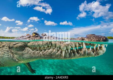 2 Ebenen Foto einer Spitzkrokodil (Crocodylus acutus) schwimmend an der Oberfläche über einen flachen Seegras Wiese, in der Nähe von Mangroven. Jardines de la Reina, Gärten der Königin Nationalpark, Kuba. Karibische Meer. Stockfoto