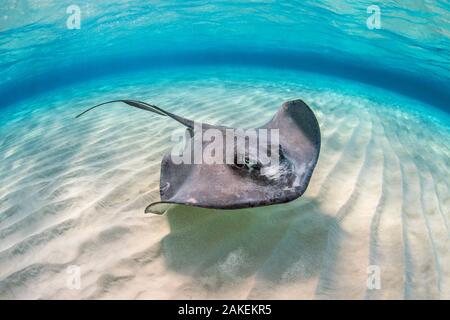 Stachelrochen (Dasyatis americana) Weibliche schwimmen über eine flache Sandbank mit Wellen. Stingray City Sandbar, Grand Cayman, Cayman Islands, British West Indies. Karibische Meer. Stockfoto