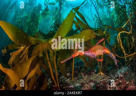 Weedy seadragon (Phyllopteryx taeniolatus) Männchen trägt Eier durch eine Kelp forest (Macrocystis pyrifera) in Tasmanien, Australien. Tasmanien ist der einzige Teil von Australien mit riesigen seetangwälder. Die Kelp ist eine Vielzahl von der gleichen Spezies gefunden auf der anderen Seite des Pazifischen Ozeans in Kalifornien. Tasman Sea. Stockfoto