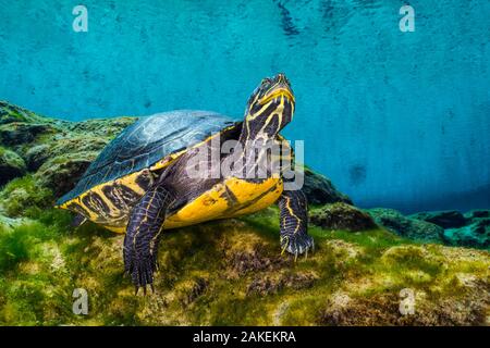 Porträt einer Suwanee cooter (Pseudemys sp. suwanniensis) im Süßwasser-Feder. Gilchrist Blue Springs State Park, High Springs, Florida, USA Stockfoto