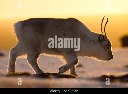 Svalbard Rentier (Rangifer tarandus platyrhynchus) Wandern im goldenen Licht. Svalbard, Norwegen. April. Stockfoto