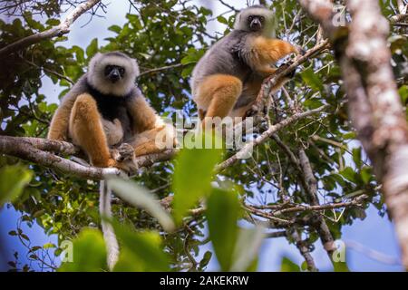 Diademed sifaka (Propithecus diadema diadema) Paar, Maromizaha finden, Andasibe Mantadia, östlich von Madagaskar. August. Stockfoto