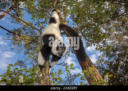 Schwarze und weiße Vari (Varecia variegata Variegata) hängen von der Zweigstelle, vakona Insel, Andasibe, Madagaskar. Gefangen. Stockfoto