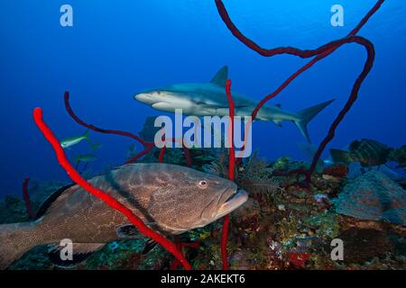 Schwarz Schwadleger (Mycteroperca bonaci) und karibischen Riffhai (Carcharhinus perezi), Jardines de la Reina / Gärten der Königin Nationalpark, Karibik, Ciego de Avila, Kuba, Januar Stockfoto