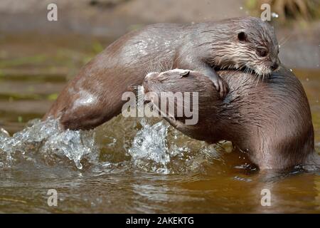 Asiatische Small - kratzte Otter (Aonyx cinerea) zwei junge Frauen spielen - kämpfen, Zoo von Edinburgh, Schottland, Captive