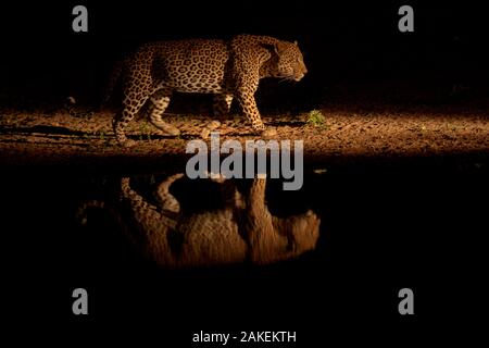 Leopard (Panthera pardus) zu Fuß neben Wasserloch, im Wasser in der Dämmerung wider. Londolozi Private Game Reserve, Sabi Sands Game Reserve, Südafrika. Stockfoto