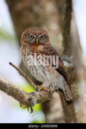 Kubanische Sperlingskauz (Glaucidium siju) Kuba. Endemisch. Stockfoto