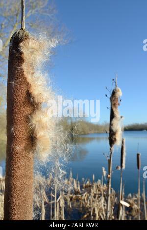 Mehr Bullrush/Reedmace (Typha latifolia) mit samen Emerging im Winter bereit für die Verbreitung auf Brisen, Cotswold Water Park, Wiltshire, UK, Januar. Stockfoto