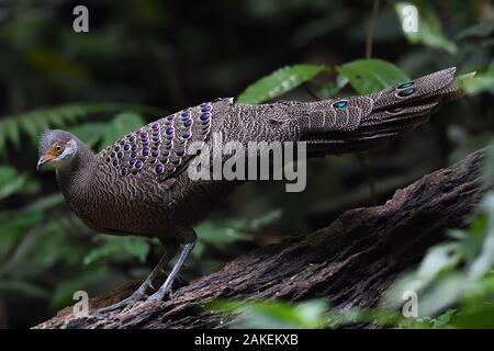 Grau Pfau-Fasan (Polyplectron bicalcaratum) Spaziergang durch den Wald bei Tongbiguan Nature Reserve, dehong Präfektur, Provinz Yunnan, China, April. Stockfoto