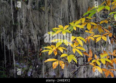 Gemäßigt Nebelwald mit Flechten (Usnea longissima) in der Nähe des Glacier Lake am Mount Bawu Bameng, in der meili Snow Mountain National Park, Yunnan, China. Oktober 2017. Stockfoto