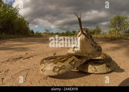 African Rock python (Python sebae) riecht die Kamera, gorongosa National Park, Mosambik. Stockfoto