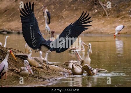 Vögel Gerangel um Fische in der Msicadzi River. Rosa-backed Pelican (Pelecanus rufescens) beissen am Kopf eines anderen Pelican mit einer Tasche voller Fische, während ein Marabu (Leptoptilos crumenifer) auch ankommt. Große Reiher (Ardea alba), yellow-billed Störche (mycteria Ibis) und Graureiher (Ardea cinerea) stand in der Nähe. Msicadzi Fluss, gorongosa National Park, Mosambik. Während der trockenen Jahreszeit viele Wasserquellen versiegen, Trapping Fische in kleineren Bereichen. Viele Vögel und Krokodile sammeln auf dieser reichlich Nahrung zu füttern. Stockfoto