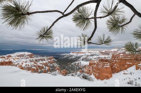 Schnee bedeckt Protze Kiefer (Pinus Flexilis), auf northfacing Canyon Rim, mit Türmen und Zinnen im Hintergrund. Bryce Canyon National Park, Utah, USA. Januar 2) 18. Stockfoto