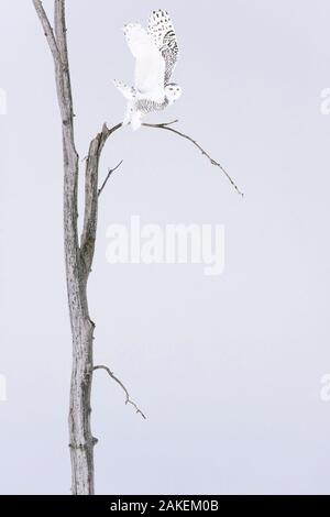 Schnee-eule (Bubo scandiacus) Weibliche Abnehmen der Winter Baum, Quebec, Kanada Stockfoto