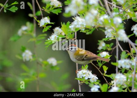 Firecrest (Regulus ignicapillus) in Gemeinsamen hawthron thront. Grazalema, Andalusien, Spanien, April. Stockfoto