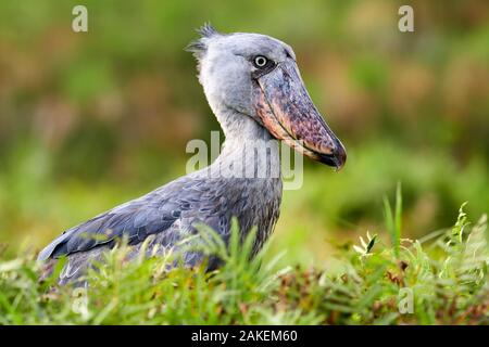 Schuhschnabel (Balaeniceps Rex) Portrait. Sümpfe Mabamba, Lake Victoria, Uganda. Stockfoto