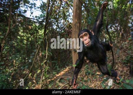 Östliche Schimpanse (Pan troglodytes) schweinfurtheii Kind männlich ' 50' bis zum Alter von 3 Jahren von einer Liane schwingen. Gombe Nationalpark, Tansania. September 2013. Stockfoto