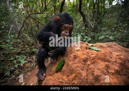 Östliche Schimpanse (Pan troglodytes) schweinfurtheii Jugendkriminalität weiblichen 'Tabora" im Alter von 6 Jahren mit einem Schaft als Werkzeug Fisch für termiten zu. Gombe Nationalpark, Tansania. Stockfoto