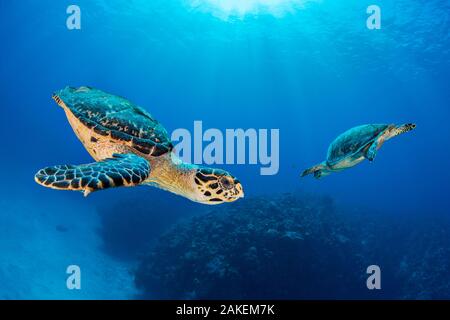 Karettschildkröte (Eretmochelys imbricata) Paar umkreisen einander über Korallenriff. Seven Mile Beach, Grand Cayman, Cayman Islands, British West Indies. Karibische Meer. Stockfoto