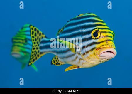 Orientalische Süßlippen (Plectorhinchus vittatus) Paar. Süd Ari Atoll, Madlives. Indischen Ozean. Stockfoto