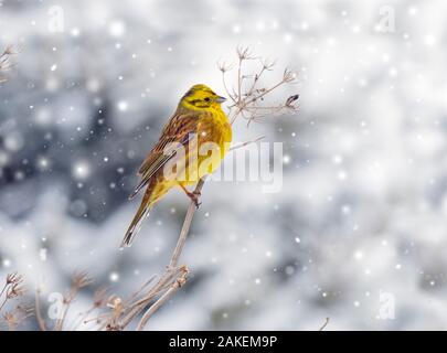 Die Goldammer wären (Emberiza citrinella) im Winter Schnee. Norfolk, England, UK. Februar. Fallenden Schnee digital aufgenommen. Stockfoto