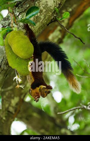 Indische Riese Eichhörnchen (Ratufa indica) Fütterung auf Jackfruit, Kaziranga National Park, Assam, Indien. Stockfoto
