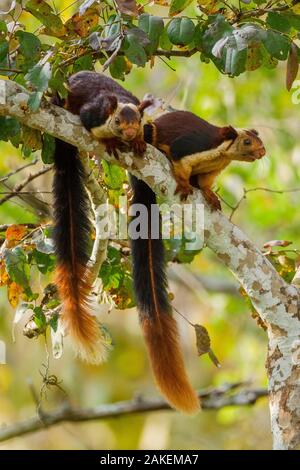 Indische Riese Eichhörnchen (Ratufa indica) Paar, Karnataka, Western Ghats, Indien. Stockfoto