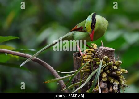 Grüne magpie (Cissa chinensis) thront, Fütterung mit Obst in Hongkong bung Er, Dehong, Yunnan, China Stockfoto